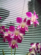 Gigabyte G-smart i120 - กิ๊กกะไบท์