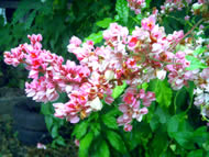 Gigabyte G-smart i120 - กิ๊กกะไบท์