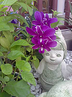 Nokia 7390 L'Amour Collection - โนเกีย