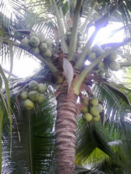 O2 Stealth - โอทู