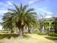 O2 Stealth - โอทู