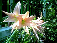 GNET G408 Mini - จีเน็ต