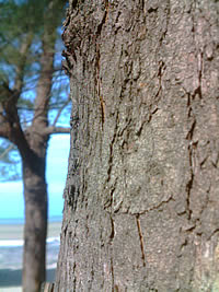 GNET G6637 - จีเน็ต