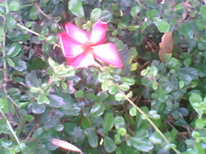 Gnet 999 nano - จีเน็ต