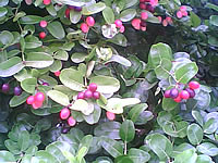 i-mobile 200 - ไอโมบาย