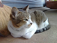 i-mobile 611 - ไอโมบาย