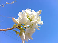 i-mobile 611 - ไอโมบาย