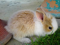 Sony Ericsson K550i - โซนี่ อิริคสัน