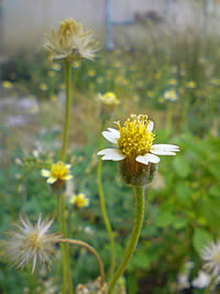 Sony Ericsson K550i - โซนี่ อิริคสัน