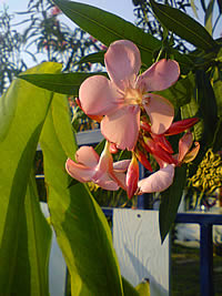 Sony Ericsson K550i - โซนี่ อิริคสัน