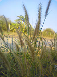 Sony Ericsson K550i - โซนี่ อิริคสัน