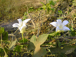 Sony Ericsson K550i - โซนี่ อิริคสัน