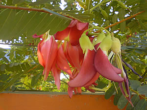 Sony Ericsson K550i - โซนี่ อิริคสัน