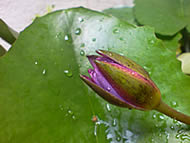 Sony Ericsson K810i - โซนี่ อิริคสัน