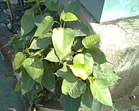 wins M880 - วินส์