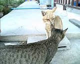 wins M990 - วินส์