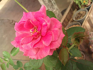 i-mobile 613 - ไอโมบาย