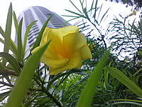 i-mobile 625 - ไอโมบาย