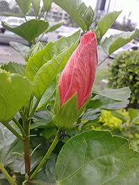 LG KC550 - แอลจี