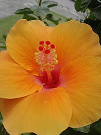 LG KC550 - แอลจี