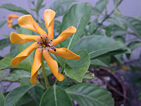 Nokia N78 - โนเกีย