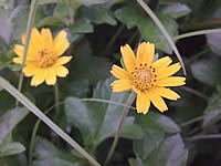 Nokia N78 - โนเกีย