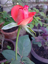 Nokia N78 - โนเกีย