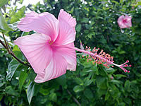 Nokia N78 - โนเกีย