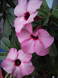 Samsung G400 Soul - ซัมซุง