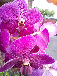 Samsung i900 Omnia - ซัมซุง