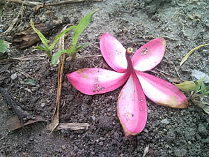 Samsung i900 Omnia - ซัมซุง