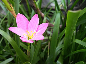 Samsung i900 Omnia - ซัมซุง