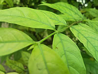 Samsung i900 Omnia - ซัมซุง