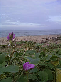 Samsung M3510 Beat - ซัมซุง