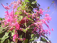  AJ A858 - เอเจ