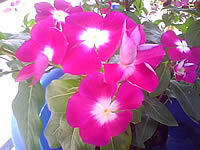  AJ A858 - เอเจ