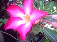  AJ A858 - เอเจ