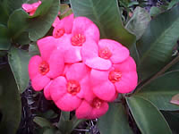  Cube C600 - คิวบ์ C600