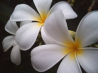  Cube C600 - คิวบ์ C600