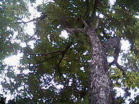  Cube C600 - คิวบ์ C600