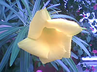  Dphone G36 - ดีโฟน