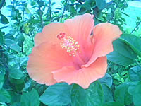  Dphone G36 - ดีโฟน