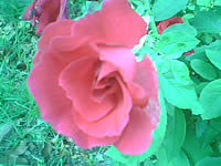  Dphone G36 - ดีโฟน