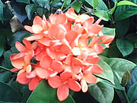  eTouch X88 - อีทัช