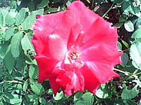  eTouch X88 - อีทัช