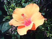  eTouch X88 - อีทัช