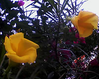 GNET G4 - จีเนท G4