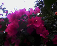 GNET G4 - จีเนท G4