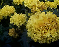 GNET G4 - จีเนท G4