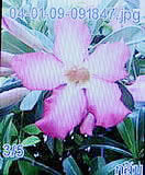 i-mobile 322 - ไอโมบาย